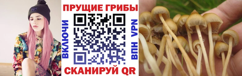 Галлюциногенные грибы MAGIC MUSHROOMS Вязники