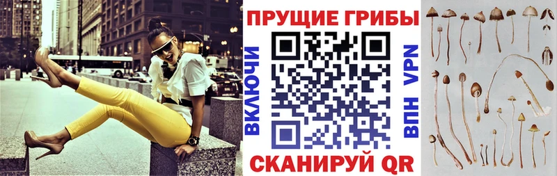 купить закладку  Вязники  blacksprut как войти  Галлюциногенные грибы Psilocybine cubensis 